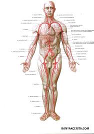 Kedutan Pada Bagian Tubuh Menandakan Apa Yang Akan Terjadi Pada Anda Banyakcerita Com Anatomie Und Physiologie Physiologie Anatomie