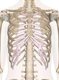See more ideas about anatomy drawing, anatomy art, figure drawing. Bones Of The Chest And Upper Back