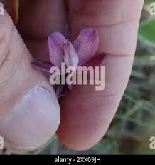 Image result for Eulophia hians