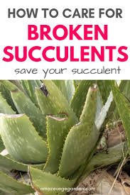 You will need to allow the broken portion time to become hardened before you plant it in its own a broken cactus arm can be used to grow a new cactus as long as the arm itself is otherwise healthy. How To Care For Broken Succulents Amaze Vege Garden