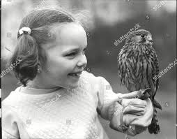 Kelly Easter 8-year-old Kestrel Called Cully Editorial Stock Photo