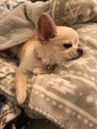 pin von cynthia anderson auf inu chihuahua welpen chihuahua susse tiere