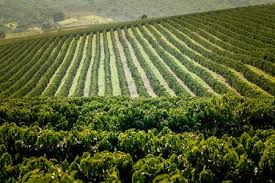 Coffee plantation, port of spain,trinidad photographer: Coffee Plantation Stock Photos And Images 123rf