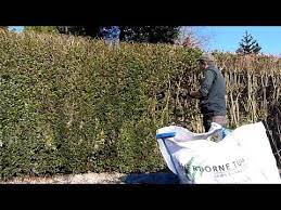 We did not find results for: Privet Hedge Renovation Youtube