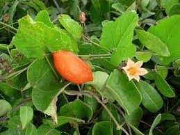 Image result for Coccinia barteri