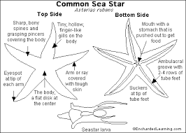Sea Star Enchanted Learning Software Enchanted Learning Homeschool Science Lessons Star Science