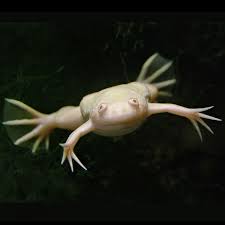 Лягушка ксенопус белая  Прочие  Аквариумные рыбки  КАТАЛОГ ТОВАРОВ   Аквадом - зоомагазин