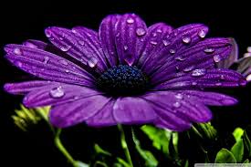 Image result for metaphysical 3d  flowers gif