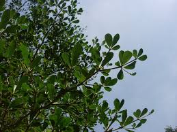 Image result for Terminalia neotaliala