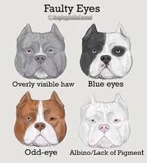 American Bully Eyes Bully Dog American Bully Pocket