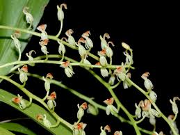 Image result for Liparis