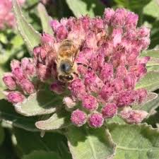 Image result for Polystachya odorata