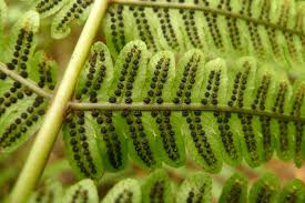 Image result for Pneumatopteris unita