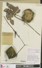 Image result for Lagenaria breviflora