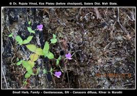 Image result for Canscora kirkii