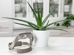But that doesn't mean the plant wants constant. Aloe Vera Plant Medicinal Care Difficulty Easy Amiesue Com