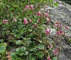 Image result for Linnaea borealis