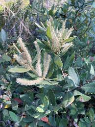 Image result for Hippocratea volkensii