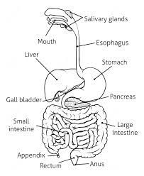 Pin By Aaron Rathinam On Nursing Med Digestive System Diagram Human Digestive System Digestive System For Kids