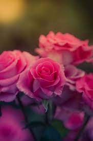 See more ideas about flowers, beautiful flowers, planting flowers. Flowers Nature Hd Wallpaper Wallpapers 1080p Nature Wallpaper For Mobile 240x320 Free Download Wallpaper Nature Flowers Flower Wallpaper Flowers Free Download