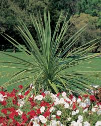 What is the best soil? Dracaena Care Guide Growing Tips Hgtv