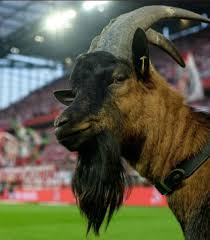 Hennes, das legendäre maskottchen des 1. Fc Cologne Goat Hennes Isn T Allowed Inside Club Suffers Second Half Collapse