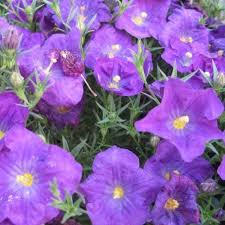 Image result for Nierembergia hippomanica