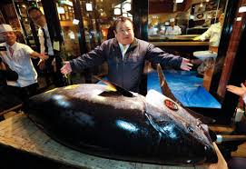 Jenis jenis ikan di malaysia. Tuna Termahal Dunia Berjaya Dijual Dengan Harga Rm12 74 Juta
