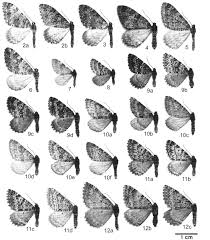 Image result for Entephria byssata