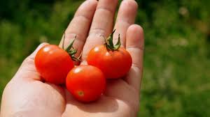 For large fruited tomatoes, i suggest allowing at least three to four suckers to develop as that increases overall production. Cherry Tomatoes Are 80 000 Yrs Old No Humans Were Domesticating Plants That Long Ago