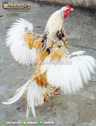 Simak video singkat dibawah ini danperhatikan reaksi dari ayam jantan tersebut. 37 Ide Ayam Bangkok Di 2021 Ayam Ayam Jantan Hewan