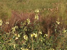 Image result for Crotalaria micans