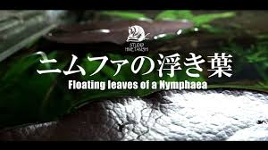 アクアリウム ニムファの浮き葉 Nymphaea S Floating Leaves 熱帯魚 水草 水槽 Youtube