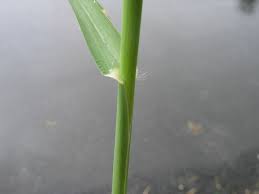 Image result for Chloris pilosa