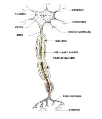 Related to the function of movement is the muscular system's second function: Extra Questions Control And Coordination Cbse Class 10 Science Learn Cbse