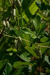 Image result for Dioscorea schimperiana
