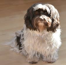 Opale Bichon Havanais Elevage Suisse A La Vie Est Belle