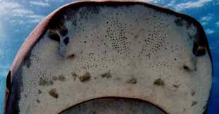 Even sightless, the shark is nevertheless still being guided toward its victim by its sensory armory — by now the shark's electrical sense is operating. Shark Anatomy Ampullae Of Lorenzini 1 Ocean Treasures Memorial Library