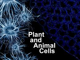 Check spelling or type a new query. Ks3 Aqa Drawing Plant And Animal Cells Teaching Resources