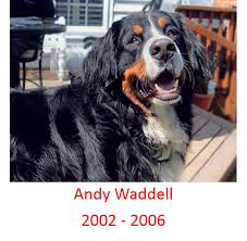 Monument Text In Memory Of Our Bmd Andy The Waddell Family Andy Was Our Friend Companion And Entertainer Small Animal Hospital Animal Hospital Small Pets