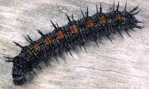 Mourning cloak butterfly host plant. Mourning Cloak Nymphalis Antiopa Linnaeus