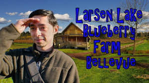 The delicious flavor demands nothing less! Larsen Lake Blueberry Farm Bellevue Wa Youtube