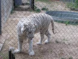 Emerald Coast Zoo Map Wolves - Picture Of Emerald Coast Zoo, Crestview - Tripadvisor