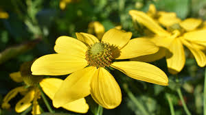 Image result for Rudbeckia laciniata