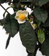 Image result for Camellia sinensis