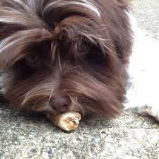 Havabea puppy havabea puppy havanese x beagle, super sweet, well socialized puppies. Chocolate Havanese Pets And Animals For Sale North Carolina