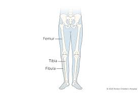 On top of the muscles, a layer of connective tissue attaches the skin to the muscles. Broken Femur Thighbone Boston Children S Hospital