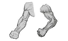 In these diagrams, the brachioradialis muscle is indicated. How To Draw Forearms With Anatomical Detail A Step By Step Guide Gvaat S Workshop