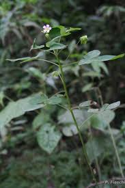 Image result for Oxalis barrelieri