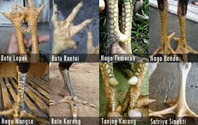 Maybe you would like to learn more about one of these? Bentuk Sisik Kaki Ayam Bangkok Yang Baik Dan Mematikan Ayam Bangkok Ayambangkoki